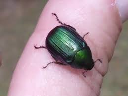 Attēlu rezultāti vaicājumam “Anomala dubia”