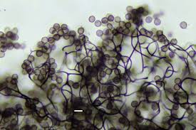 Attēlu rezultāti vaicājumam “Collaria arcyrionema macro”