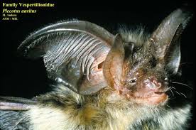 Attēlu rezultāti vaicājumam “Plecotus auritus”