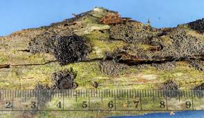 Attēlu rezultāti vaicājumam “Amaurochaete atra spores”