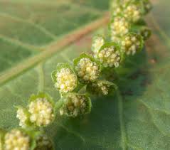 Attēlu rezultāti vaicājumam “Ambrosia artemisiifolia”