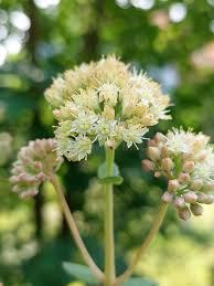 Attēlu rezultāti vaicājumam “Hylotelephium maximum flower”