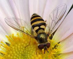 Attēlu rezultāti vaicājumam “Syrphus sp. imago”
