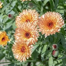 Image result for Calendula officinalis