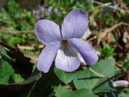 Attēlu rezultāti vaicājumam “Viola uliginosa leaf”