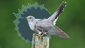 Attēlu rezultāti vaicājumam “Cuculus canorus”