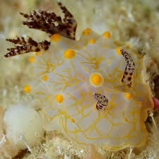 Attēlu rezultāti vaicājumam “Gloiodon strigosus”