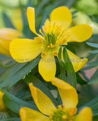 Attēlu rezultāti vaicājumam “Eranthis hyemalis”