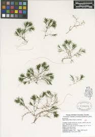 Attēlu rezultāti vaicājumam “Najadaceae”