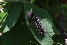 Attēlu rezultāti vaicājumam “Euproctis similis larva”