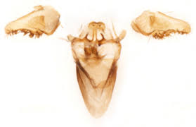 Attēlu rezultāti vaicājumam “Incurvaria praelatella”