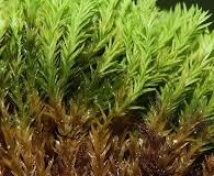 Attēlu rezultāti vaicājumam “Hymenostylium recurvirostrum”