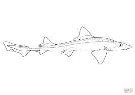 Image result for Mustelus antarcticus