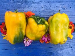 Afbeeldingsresultaat voor baby yellow sweet pepper