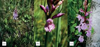 Attēlu rezultāti vaicājumam “Dactylorhiza maculata bud”