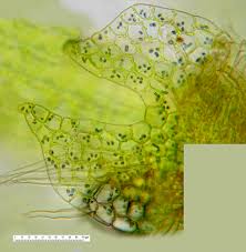 Attēlu rezultāti vaicājumam “Calypogeia”