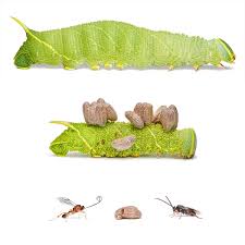 Attēlu rezultāti vaicājumam “Laothoe populi larva”