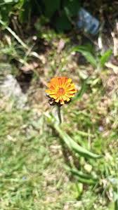 Attēlu rezultāti vaicājumam “Pilosella aurantiaca flower”