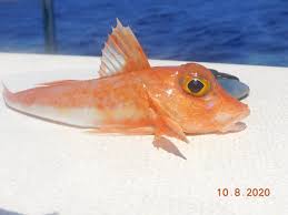 Image result for Chelidonichthys cuculus