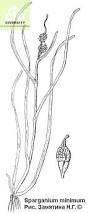 Attēlu rezultāti vaicājumam “Sparganium minimum”