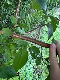 Attēlu rezultāti vaicājumam “Padus avium leaf”