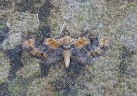 Attēlu rezultāti vaicājumam “Eupithecia linariata”