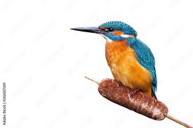 Attēlu rezultāti vaicājumam “Alcedo atthis adult”