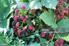 Attēlu rezultāti vaicājumam “Rubus plicatus fruit”
