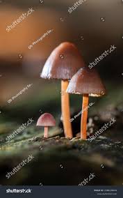 Attēlu rezultāti vaicājumam “Mycena purpureofusca”