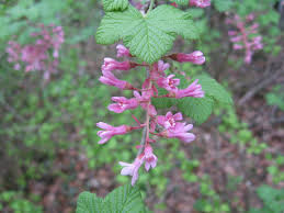 Attēlu rezultāti vaicājumam “Ribes nigrum flower”