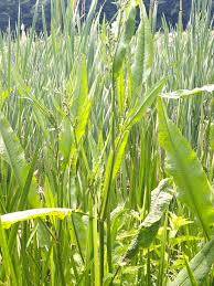 Attēlu rezultāti vaicājumam “Rumex hydrolapathum fruit”