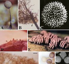 Attēlu rezultāti vaicājumam “Symphytocarpus flaccidus plasmodium”