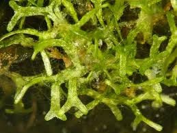 Attēlu rezultāti vaicājumam “Leskea polycarpa macro”