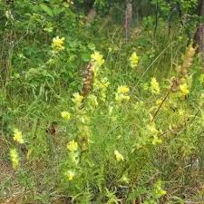 Attēlu rezultāti vaicājumam “Rhinanthus serotinus”