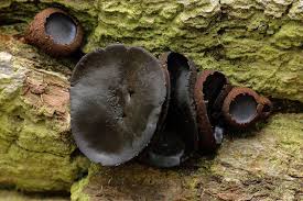 Attēlu rezultāti vaicājumam “Bulgaria inquinans”