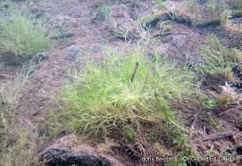 Attēlu rezultāti vaicājumam “Nitella flexilis”