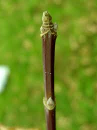 Attēlu rezultāti vaicājumam “Acer negundo bud”