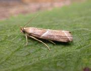 Attēlu rezultāti vaicājumam “Nyctegretis lineana”