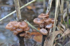 Attēlu rezultāti vaicājumam “Mycena belliarum”