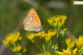 Attēlu rezultāti vaicājumam “Lycaena virgaureae underside”