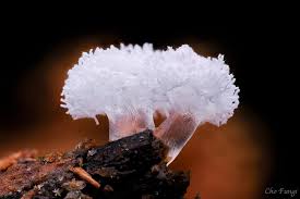 Attēlu rezultāti vaicājumam “Amaurochaete atra macro”