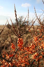 Attēlu rezultāti vaicājumam “Hippophae rhamnoides”
