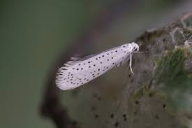 Attēlu rezultāti vaicājumam “Yponomeuta evonymella imago”