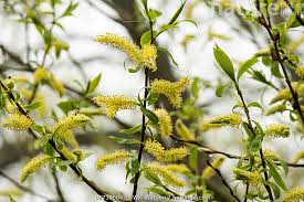 Attēlu rezultāti vaicājumam “Salix x fragilis”