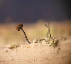 Attēlu rezultāti vaicājumam “Chaenotheca trichialis”