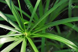 Attēlu rezultāti vaicājumam “Cyperaceae”