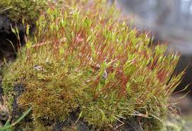Attēlu rezultāti vaicājumam “Sanionia uncinata  sporophyte”