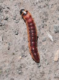 Attēlu rezultāti vaicājumam “Cossus cossus larva”