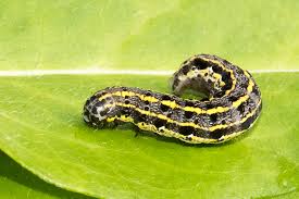 Attēlu rezultāti vaicājumam “Orthosia miniosa”