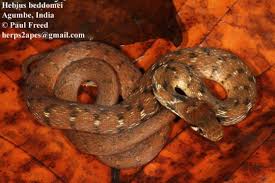 Attēlu rezultāti vaicājumam “Badhamia bethelii stalked”